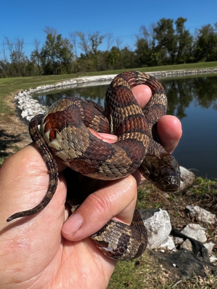 Midland Water Snake